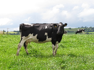 Cattle near Cork