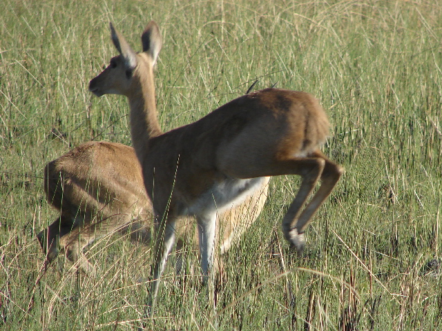 Impala jumping in Botswana