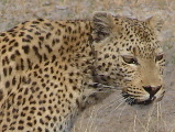 Leopard , Botswana