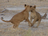 Lion cubs, Botswana