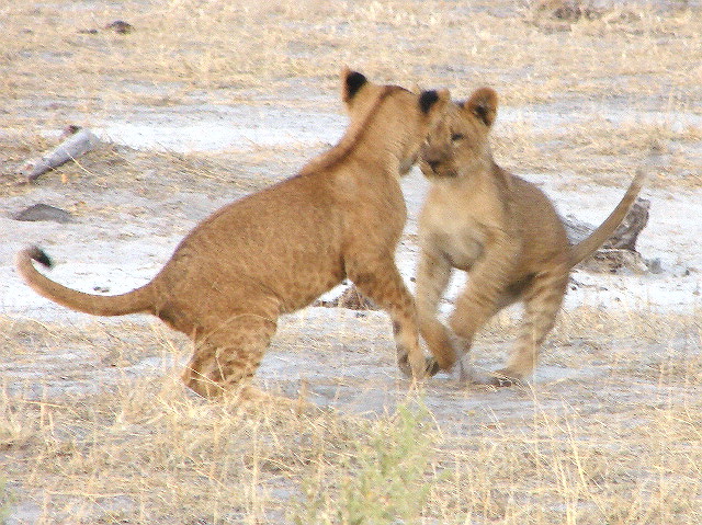 Lion cubs playing, Selinda, Botswana
