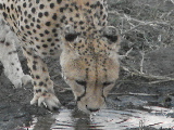 Cheetah drinking , Botswana
