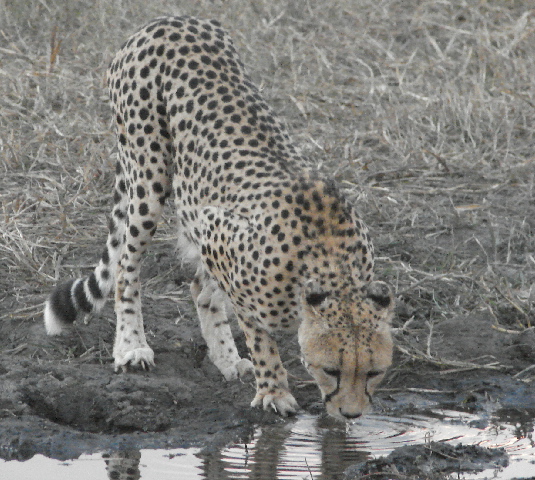 Cheetah drinking, Selinda, Botswana