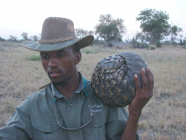 Rolled-up pangolin with our guide, Selinda, Botswana
