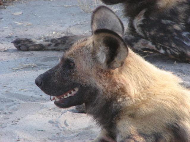 Wild dog, Selinda, Botswana