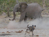 Elephant chasing away wild dogs, Botswana