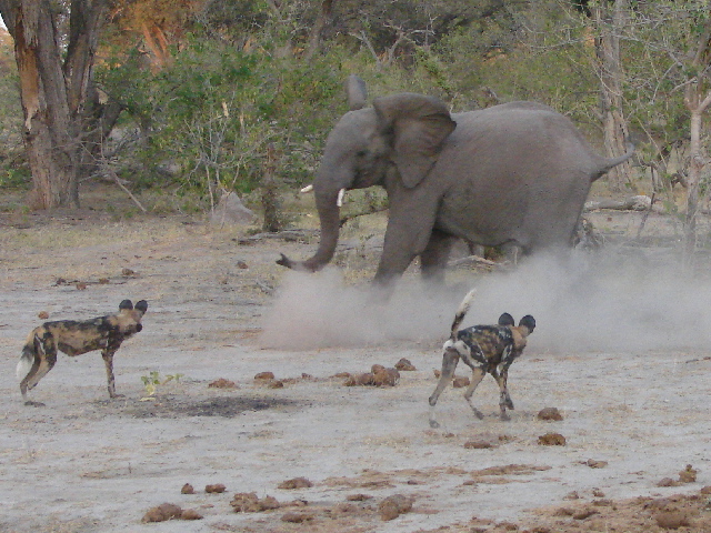 Elephants chasing away wild dogs, Selinda, Botswana