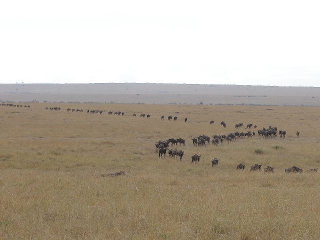 Wildebeest migration, Masai Mara, Kenya