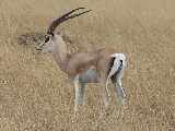Grant's gazelle