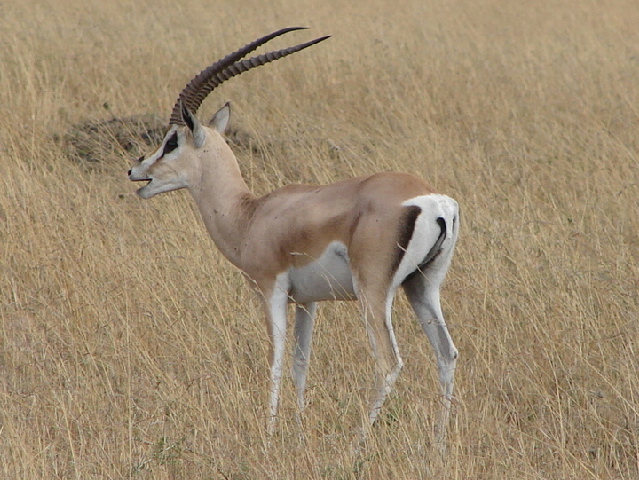 Grant's gazelle,