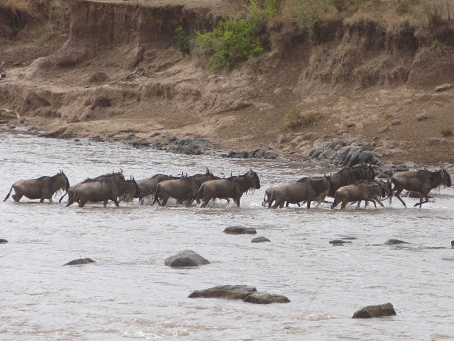 Wildebeest crossing the Mara River, Masai Mara, Kenya