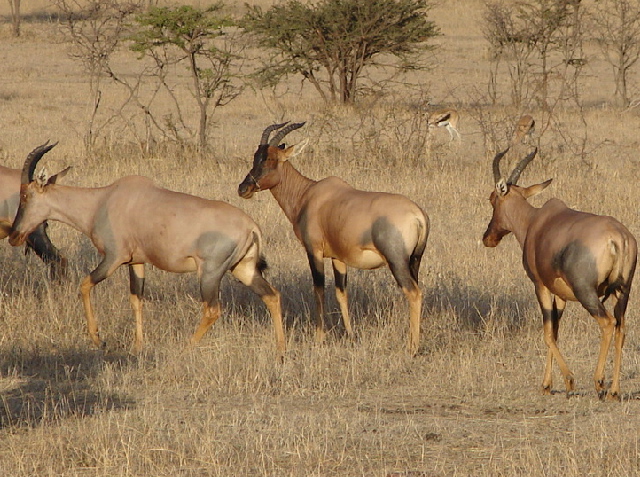 Topi, Masai Mara, Kenya
