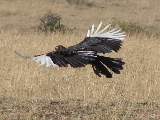 Ground hornbill flying