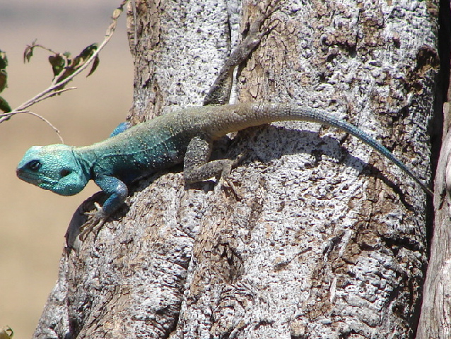 Blue-headed tree agama lizard