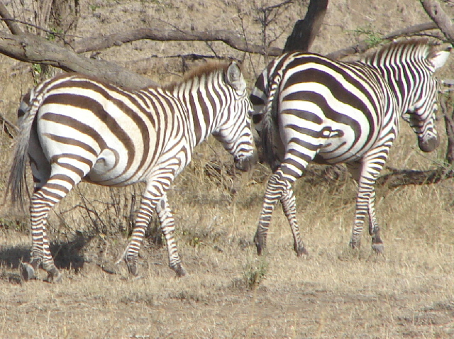 Burchells Zebra, Masai Mara, Kenya