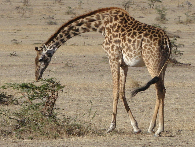 Masai Giraffe, Masai Mara, Kenya