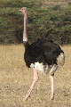 Male ostrich on heat
