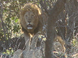 Male lion in bushes