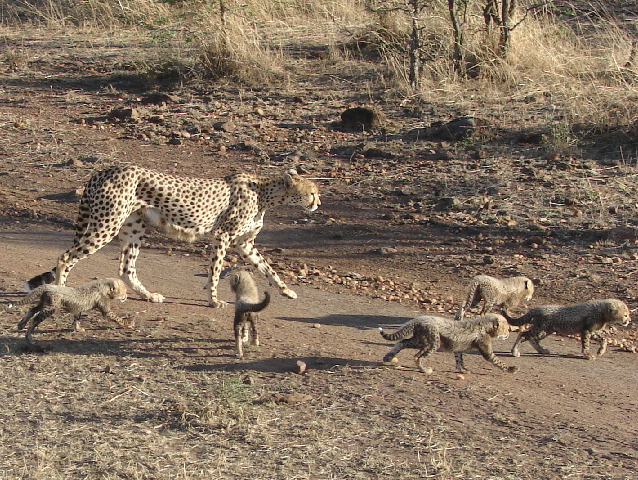 Cheetah and cubs out in the open, Masai Mara, Kenya