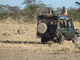 Cheetahs by a safari vehicle
