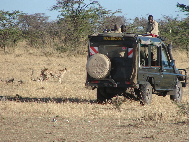 Cheetahs by a safari vehicle, Masai Mara, Kenya