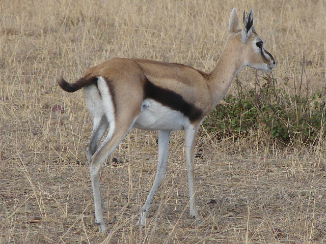 Thomson's gazelle, Masai Mara, Kenya