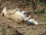 Pregnant lioness