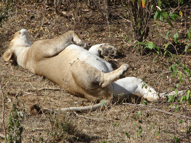 Pregnant lioness, Masai Mara, Kenya
