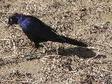 Long tailed Ruppel's starling