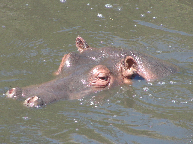 Hippopotamus, Masai Mara, Kenya