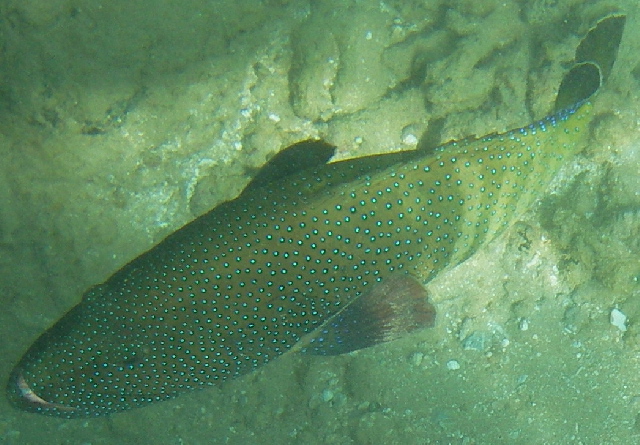 Peacock Grouper fish photo