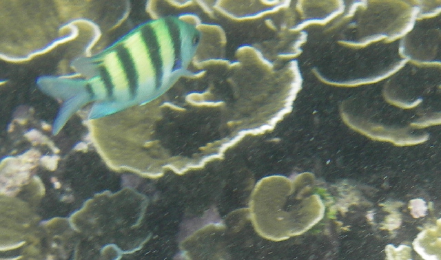 Sergeant Major fish with coral photo