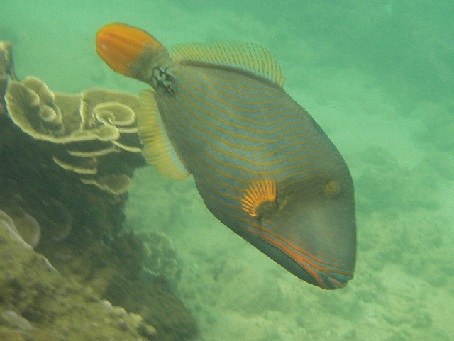 Orange stripe trigger fish photo