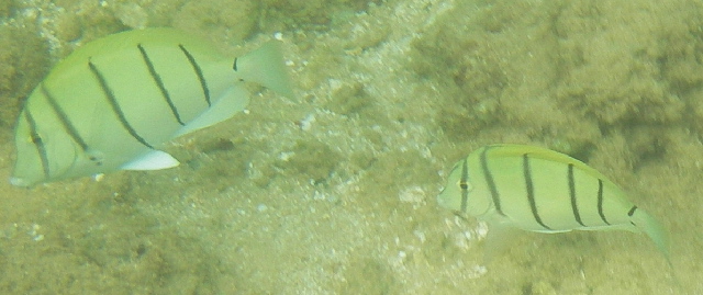  Butterfly  fish photo
