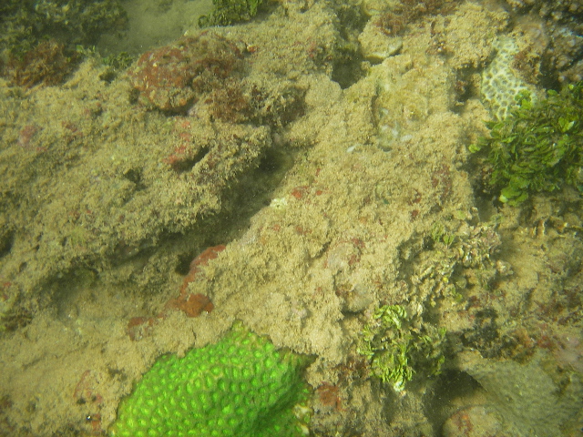 photo of coral at Hikkaduwa