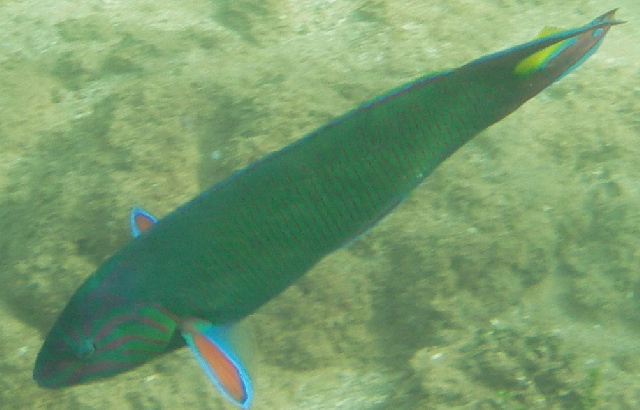 Wrasse fish photo