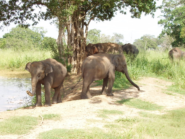 Elephants at pool