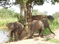 Elephants at pool