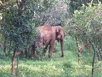 Elephants among tree