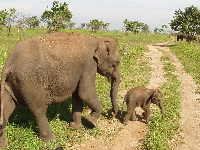 Elephant and baby